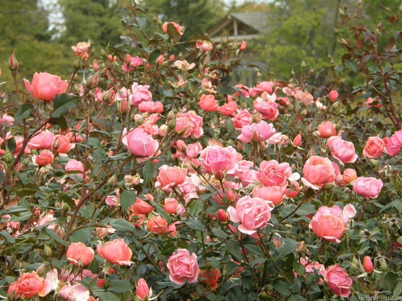 CAREFREE CELEBRATION