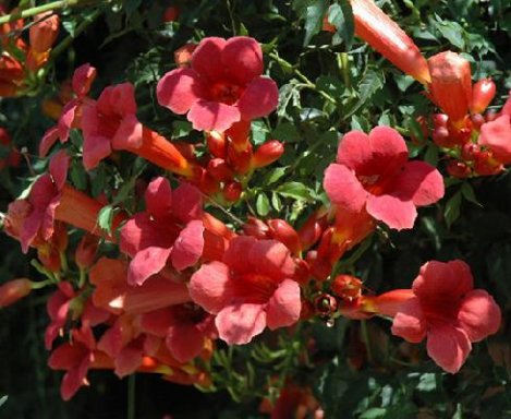CAMPSIS TANGO