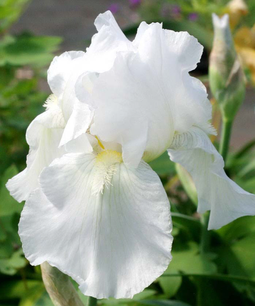 Iris germanica blanc achats avantageux sur