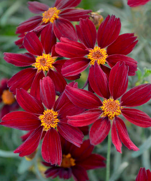 Coreopsis – Pépinière Jasmin