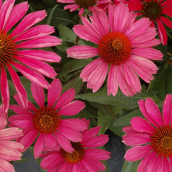 Echinacea 'Kismet Raspberry' – Pépinière Jasmin