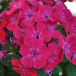 Le meilleur phlox pour attirer les papillons - Jardinier paresseux