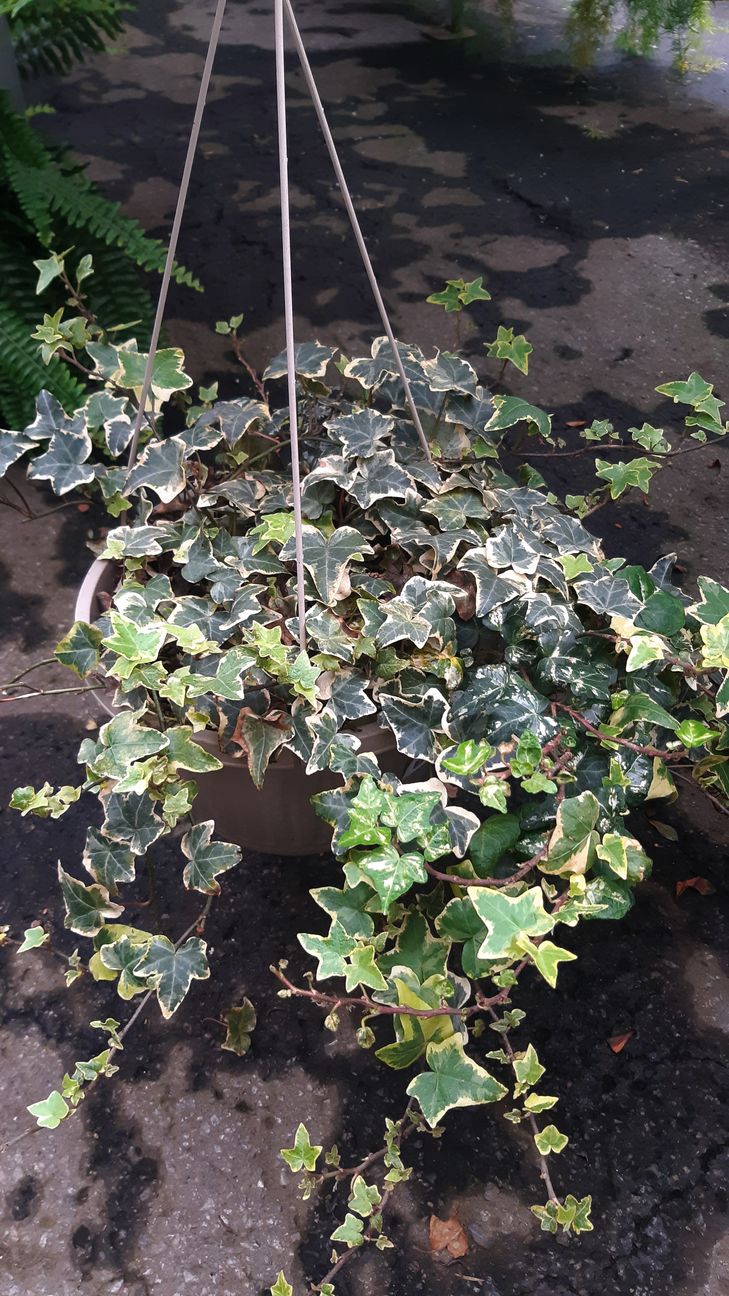 Variegated english ivy Pépinière Jasmin