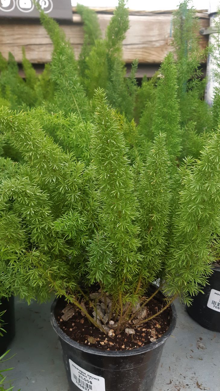 Asparagus meyeri Pépinière Jasmin