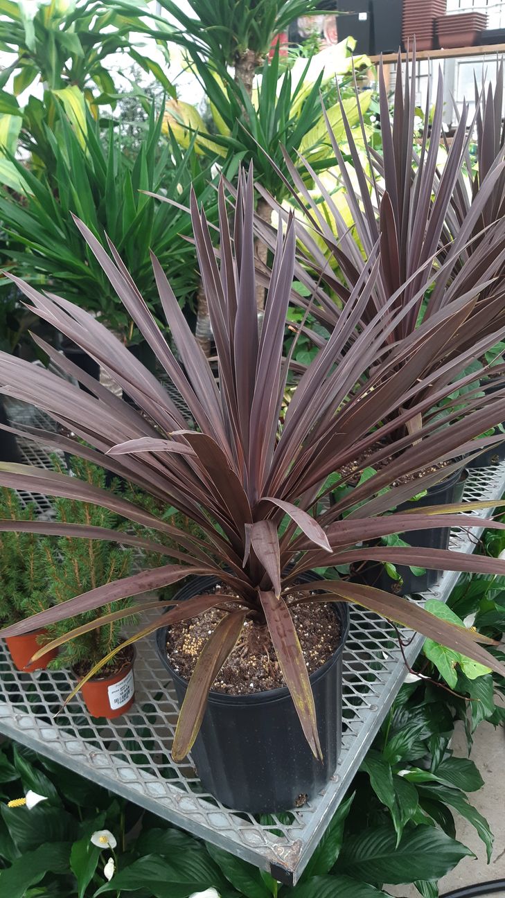 Cordyline ‘Red Sensation’ – Pépinière Jasmin