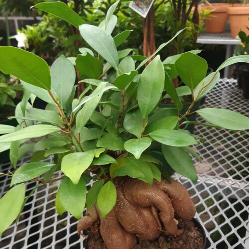 Terreau à bonsaï – Pépinière Jasmin