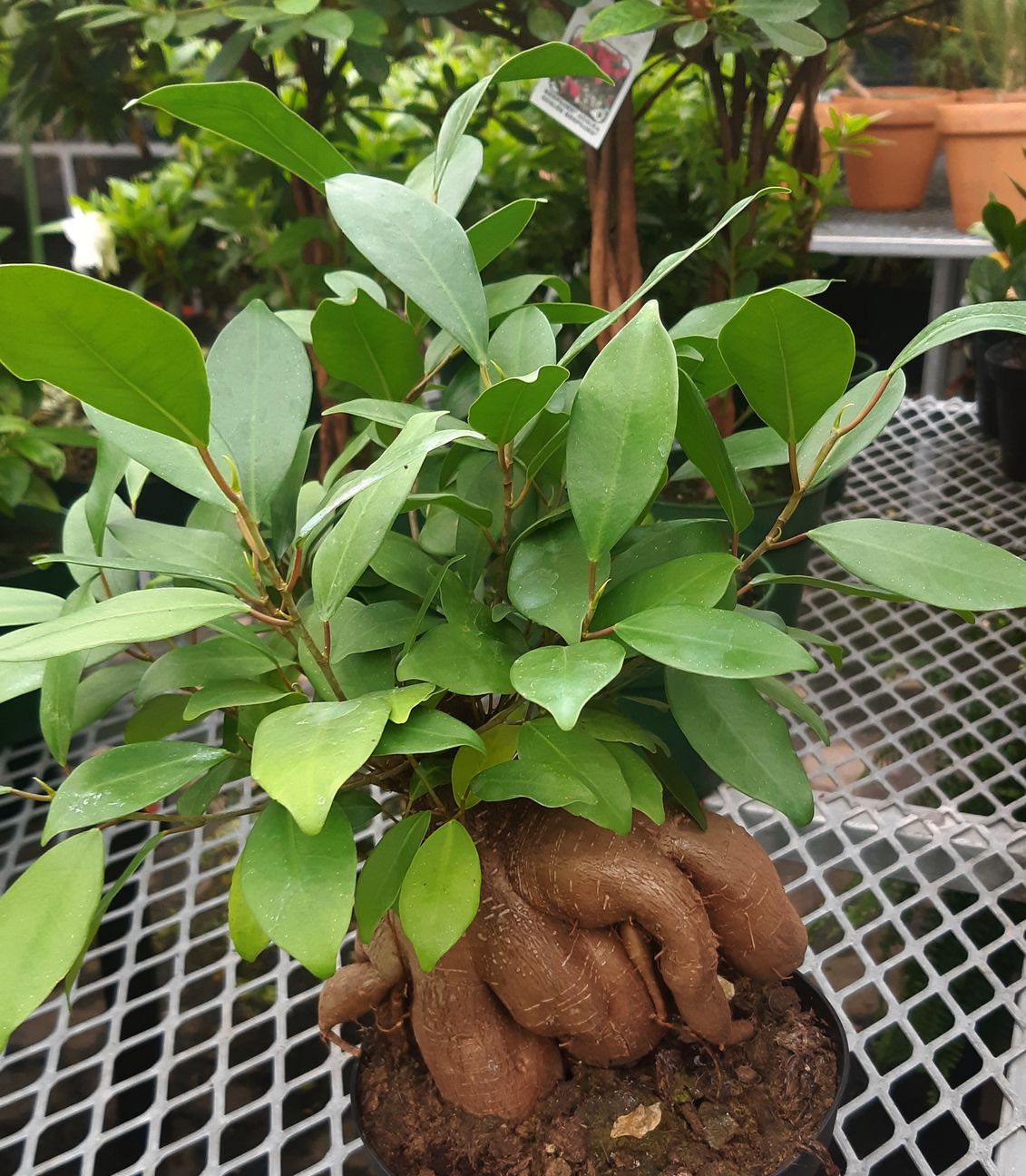 bonsai substrate – Pépinière Jasmin