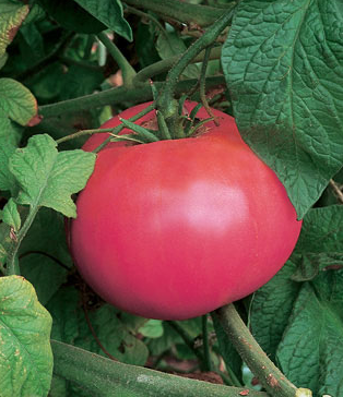 pink girl tomato – Pépinière Jasmin