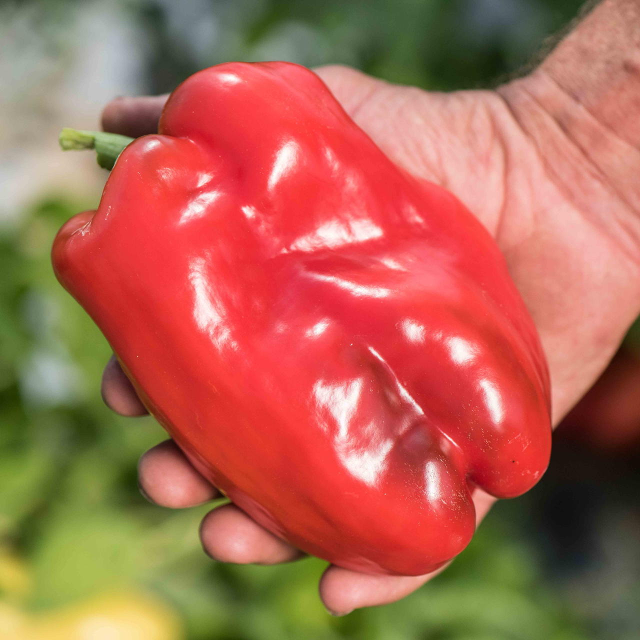 sweet pepper quadrato d’Asti rosso Pépinière Jasmin