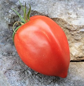 tomate amish paste