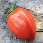 tomate amish paste