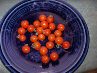 Tomate Plourde (Solanum lycopersicum 'Plourde')