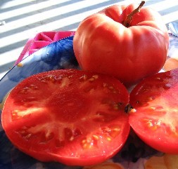 Tomate Plourde (Solanum lycopersicum 'Plourde')