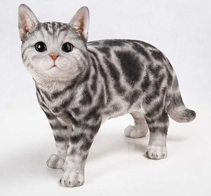 CHAT-AMÉRICAIN À POIL COURT DEBOUT