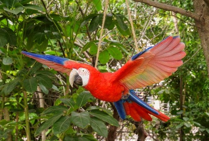 PERROQUET VOLANT - SCARLET