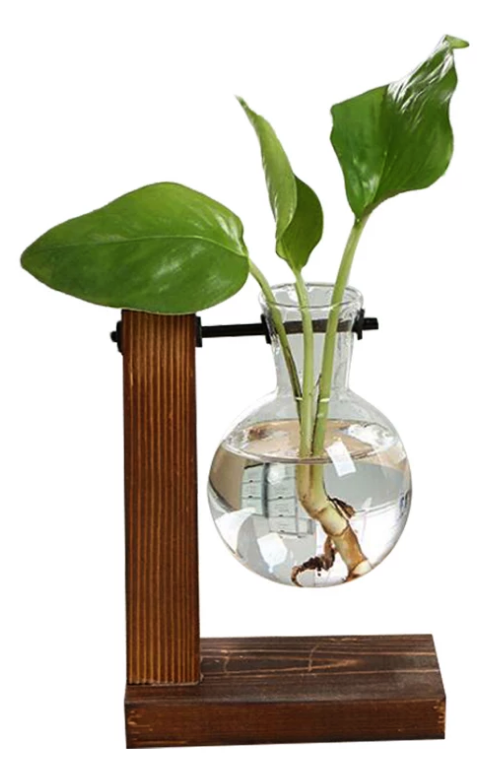 pot à bouture verre et bois