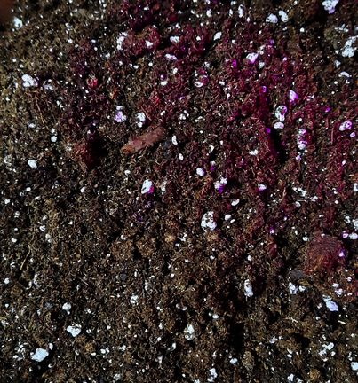 Seedling soil Jasmin