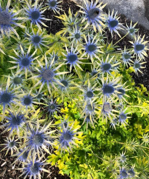 Eryngium × zabelii Pépinière Jasmin