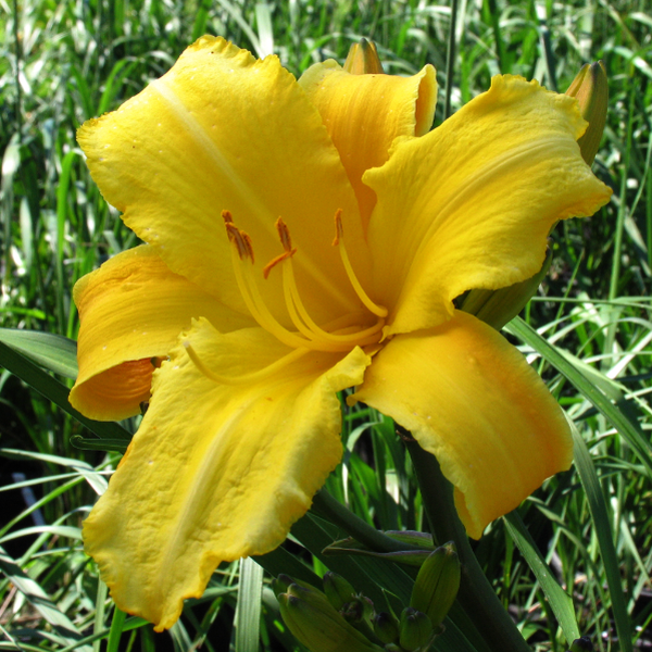 Hemerocallis ‘André Jasmin’ – Pépinière Jasmin