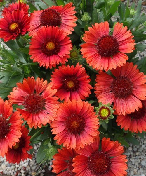 Gaillardia aristata Pépinière Jasmin