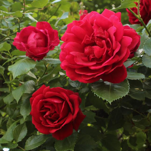 Roberta's Crimson Red Empress Fragrant Brindabe lla Rose