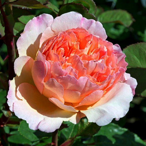 Rosa 'Forever Yours' – Pépinière Jasmin