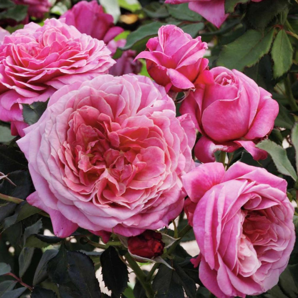 Roses – Page 4 – Pépinière Jasmin