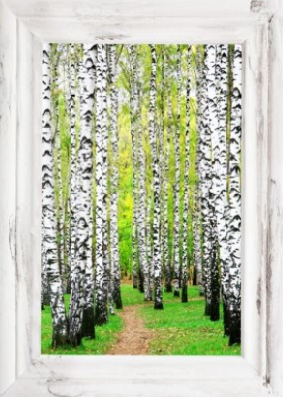 TABLEAU DÉCORATIF, bouleaux