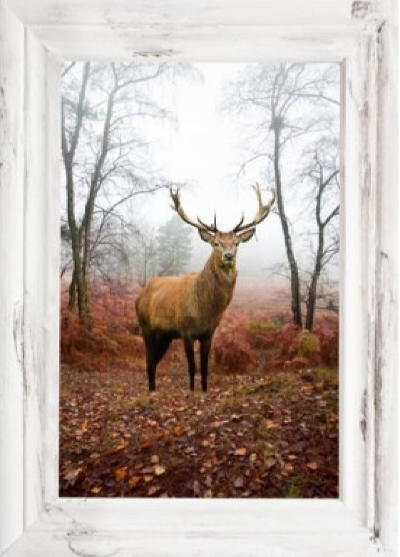 TABLEAU DÉCORATIF, chevreuil