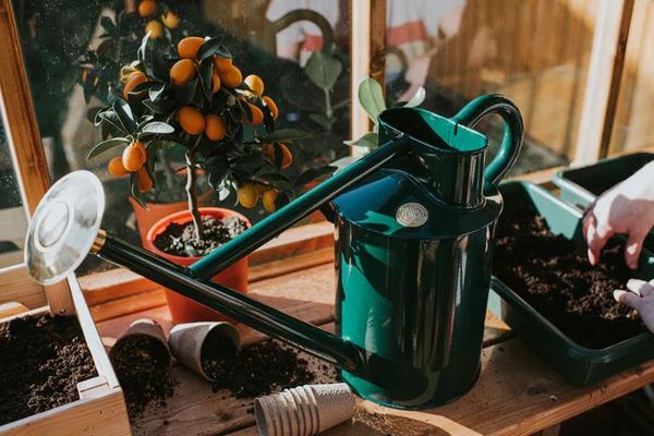 Haws metal watering can Bearwood Brook – Pépinière Jasmin