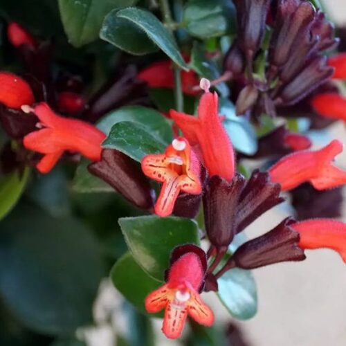 aeschynanthus lobbianus