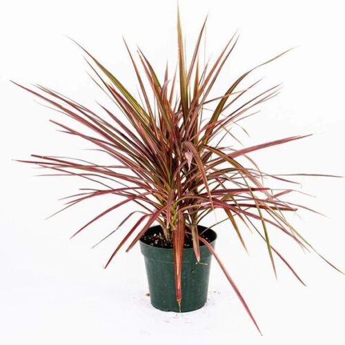 dracaena marginata colorama