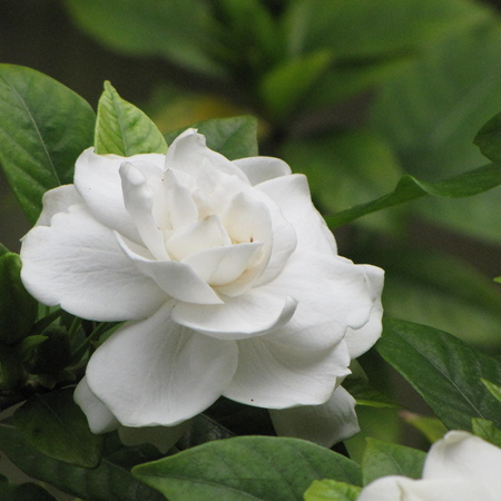 gardenia jasminoides