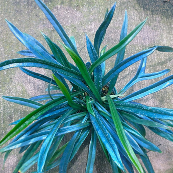 microsorum thailandicum