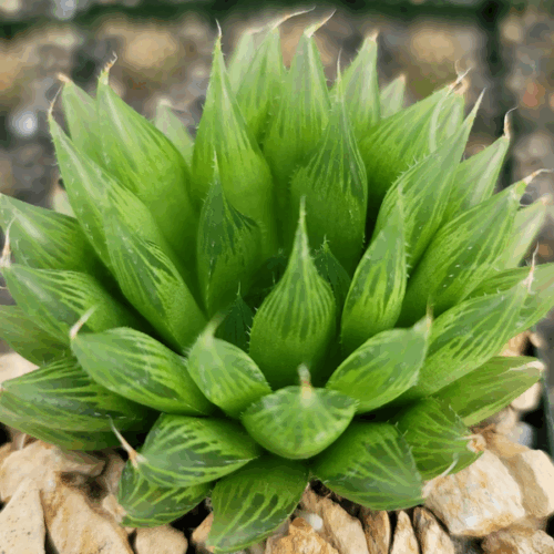 haworthia cooperi