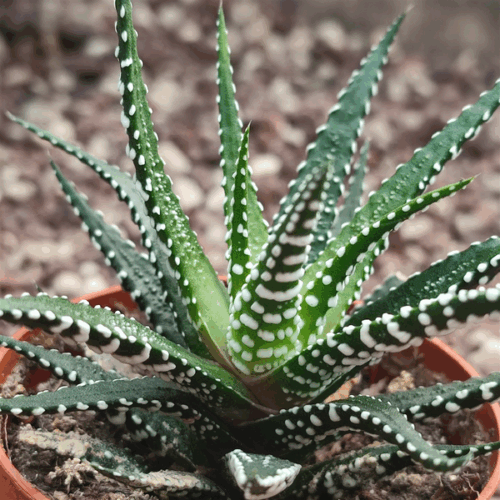 haworthia fasciata