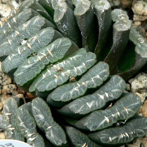 haworthia truncata