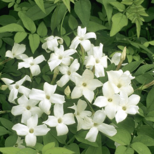 jasminum officinale