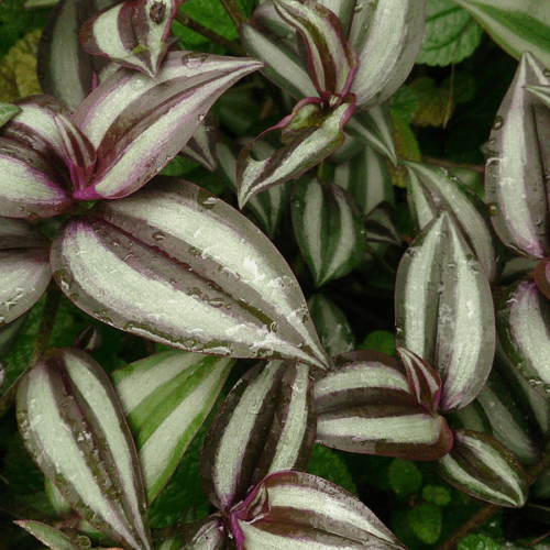 tradescantia zebrina