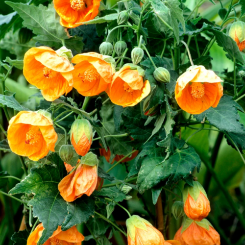 abutilon