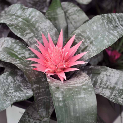 aechmea fasciata