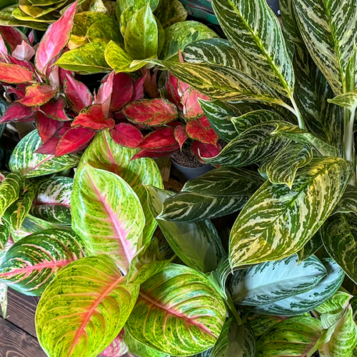 aglaonema