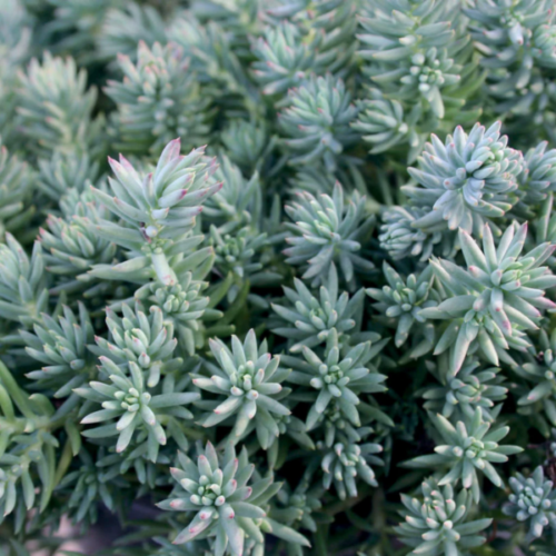 sedum blue spruce