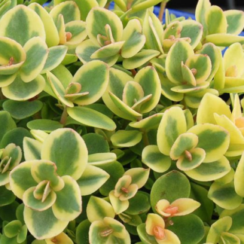 sedum lime twister