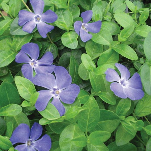 vinca minor