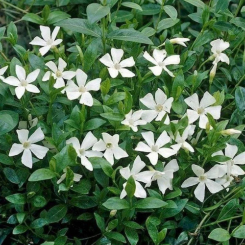 vinca minor alba