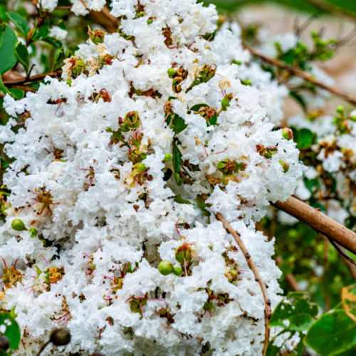 Lagerstroemia sara s favourite