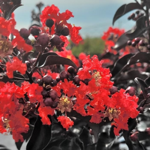lagerstroemia center stage red