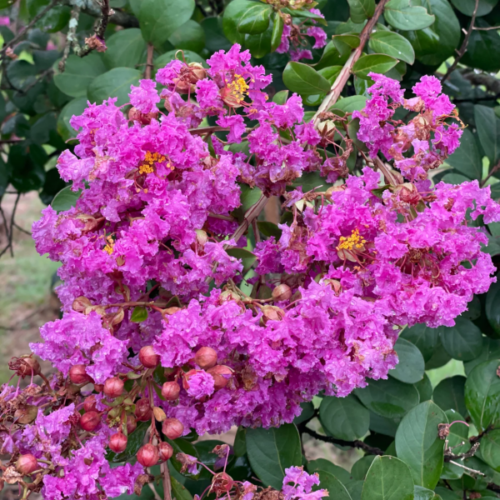 lagerstroemia twilight