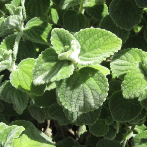 plectranthus bellus